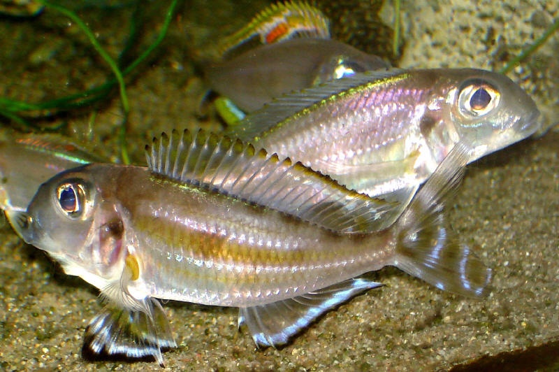 Xenotilapia caudafasciata